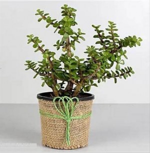 Jade Plant in Jute Wrapped Pot
