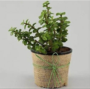 Jade Plant in Beautiful Jute Wrapped Pot