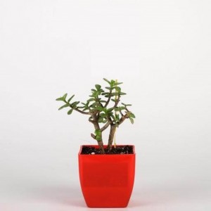 Jade Plant in Red Plastic Pot