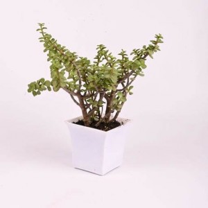 Jade Plant with White Rubi Pot