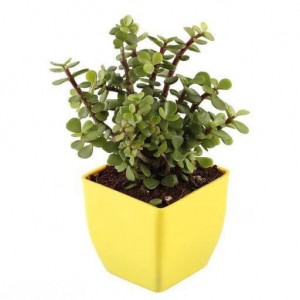Jade Plant in Yellow Plastic Pot