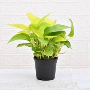 Golden Money Plant in Plastic Black Pot