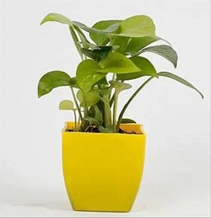 Lucky Money Plant in Yellow Pot