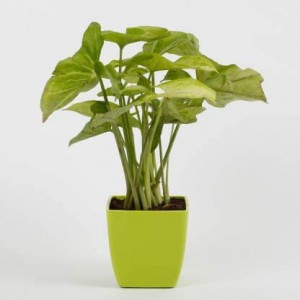 Syngonium Plant with Green Square Plastic Pot
