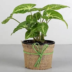 Air Purifying Green Syngonium | Indoor Plant in Plastic Pot
