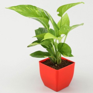 Syngonium Plant in Red Plastic Pot