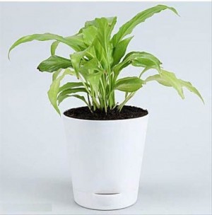Syngonium Plant in Self Watering White Planter