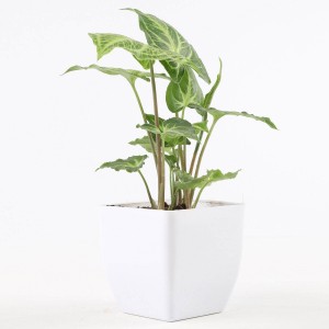 Green Syngonium Plant in White Plastic Pot