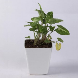 Syngonium Golden Natural Plant in White Plastic Pot