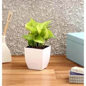 Golden Money Plant in White Pot