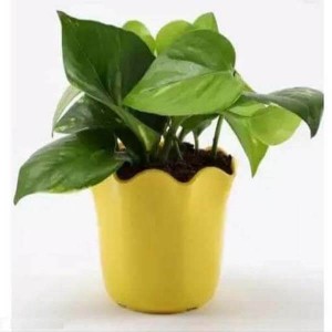 Good Luck Money Plant in Yellow Plastic Pot