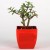 Jade Plant in Beautiful Red Planter