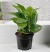 Money Plant in Black Beautiful Pot