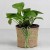 Money Plant in Black Plastic Pot | Air Purifying