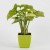Syngonium Plant with Green Square Plastic Pot