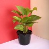 Green Money Plant with Black Daisy Pot