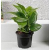 Money Plant in Black Beautiful Pot