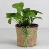 Money Plant in Black Plastic Pot | Air Purifying