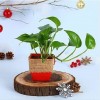 Green Money Plant in Red Pot with Jute