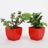 Green Jade Plant & Syngonium Plant Combo in Plastic Pots