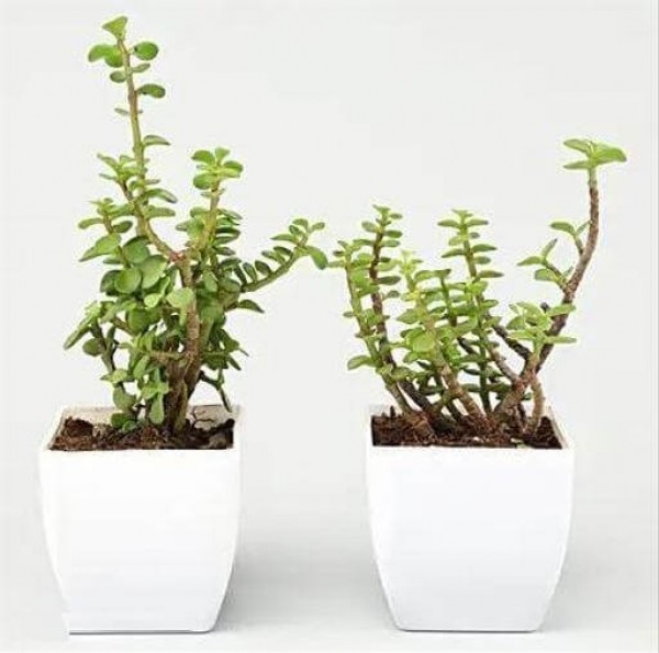 Good Luck Jade Plants Combo in Square White Pots