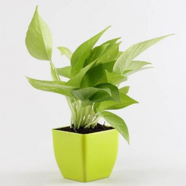 Golden Money Plant in Green Plastic Pot