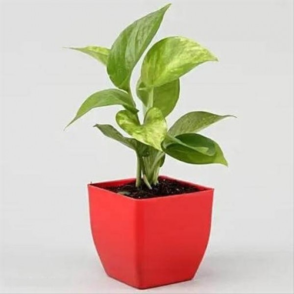 Money Plant in Plastic Red Pot