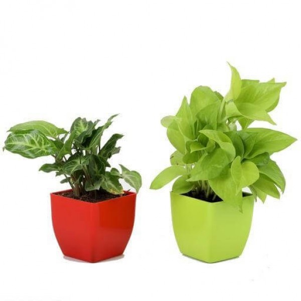Golden Money Plant and Syngonium Plant - Set of 2