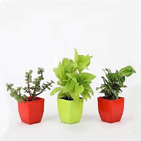 Jade Plant, Money Plant, Syngonium Plant Combo in Plastic Pots