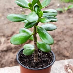 Know Jade Plant Care Tips