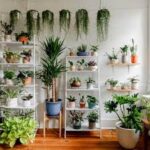 Top 10 Best Indoor Plants